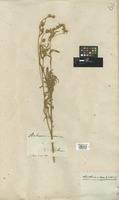Filed as Artemisia sericea Stechm. [family COMPOSITAE]
