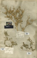 Filed as Asteriscus graveolens (Forssk.) Less. [family COMPOSITAE]