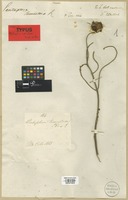 Syntype of Pentaptera tomentosa DC. [family COMBRETACEAE]