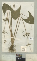 Filed as Limnophyton obtusifolium (L.) Miq. [family ALISMATACEAE]