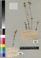 Sebaea brachyphylla Griseb. [family GENTIANACEAE]