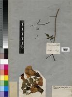 Tecoma grandiflora in Global Plants on JSTOR