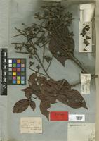 Cupania nitida DC. [family SAPINDACEAE]
