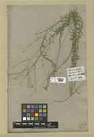 Filed as Linum narbonense L. [family LINACEAE]