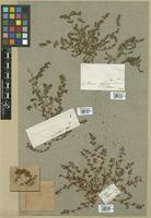 Filed as Euphorbia prostrata Aiton [family EUPHORBIACEAE]