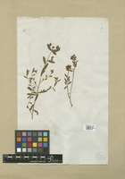 Filed as Euphorbia spinosa L. [family EUPHORBIACEAE]