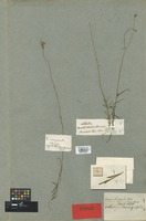 Type of Campanula littoralis Labill. [family CAMPANULACEAE]