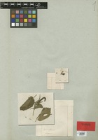 Isotype of Acalypha communis Müll. Arg. var. tomentella Müll. Arg. [family EUPHORBIACEAE]