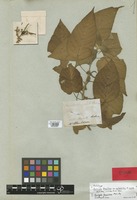 Holotype of Acalypha brasiliensis Müll. Arg. f. cordata Müll. Arg. [family EUPHORBIACEAE]