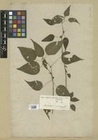 Filed as Acalypha cuspidata Jacq. var. amblyodonta Müll. Arg. [family EUPHORBIACEAE]