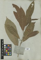 Filed as Acalypha prunifolia Nees & Mart. [family EUPHORBIACEAE]