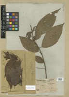 Filed as Acalypha diversifolia Jacq. var. carpinifolia (Seem.) Müll. Arg. [family EUPHORBIACEAE]