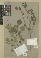Filed as Acalypha indica L. [family EUPHORBIACEAE]