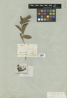 Filed as Acalypha claussenii (Turcz.) Müll. Arg. [family EUPHORBIACEAE]