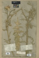 Filed as Carduus hamulosus Ehrh. [family ASTERACEAE]