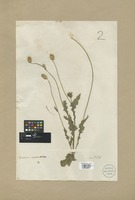 Filed as Carduus argentatus L. [family COMPOSITAE]