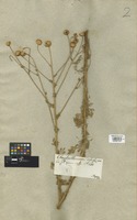 Filed as Matricaria disciformis (C. A. Mey.) DC. [family COMPOSITAE]