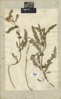Filed as Achillea aspleniifolia Vent. [family COMPOSITAE]
