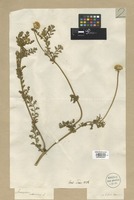 Filed as Anacyclus valentinus L. [family COMPOSITAE]