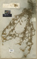 Filed as Anacyclus valentinus L. [family COMPOSITAE]