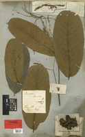 Syntype of Pentaptera tomentosa DC. [family COMBRETACEAE]