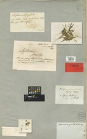 Isotype of Dipterocome pusilla Fisch. & C. A. Mey. [family COMPOSITAE]