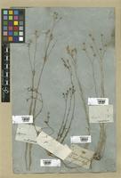 Filed as Linum tenuifolium L. [family LINACEAE]