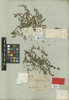 Syntype of Euphorbia serpens Kunth var. indica Boiss. [family EUPHORBIACEAE]