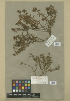 Filed as Euphorbia spinosa L. [family EUPHORBIACEAE]