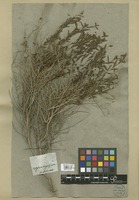 Filed as Euphorbia spinosa L. [family EUPHORBIACEAE]