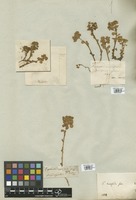 Filed as Euphorbia cuneifolia Ten. [family EUPHORBIACEAE]