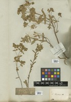 Filed as Euphorbia taurinensis All. [family EUPHORBIACEAE]