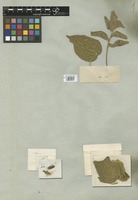 Filed as Acalypha communis Müll. Arg. var. tomentosa Müll. Arg. [family EUPHORBIACEAE]