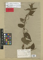 Syntype of Acalypha cuspidata Jacq. var. amblyodonta Müll. Arg. [family EUPHORBIACEAE]