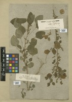 Filed as Acalypha indica L. [family EUPHORBIACEAE]