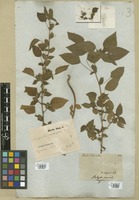 Filed as Acalypha poiretii Spreng. [family EUPHORBIACEAE]