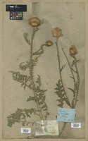 Filed as Carduus hamulosus Ehrh. [family ASTERACEAE]