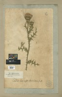 Filed as Carduus nigrescens Vill. [family ASTERACEAE]