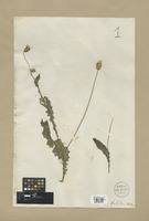 Filed as Carduus argentatus L. [family COMPOSITAE]