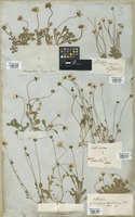 Filed as Bellis annua L. [family COMPOSITAE]
