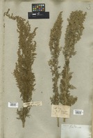 Filed as Artemisia afra Willd. [family COMPOSITAE]