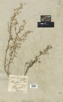 Filed as Artemisia anethifolia Stechm. [family COMPOSITAE]