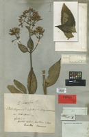 Holotype of Eupatorium macrodon DC. [family COMPOSITAE]