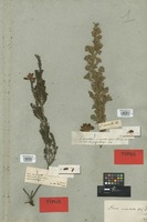 Syntype of Erica armata Benth. [family ERICACEAE]