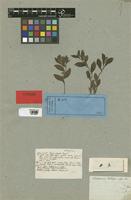 Lithospermum zollingeri A. DC. [family BORAGINACEAE]