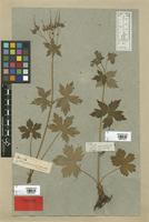 Filed as Geranium eriostemon DC. [family GERANIACEAE]