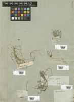 Filed as Sagina apetala Ard. [family CARYOPHYLLACEAE]