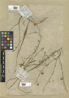 Filed as Linum narbonense L. [family LINACEAE]