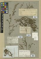 Filed as Euphorbia thymifolia L. [family EUPHORBIACEAE]