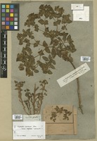 Filed as Euphorbia arguta Banks & Sol. [family EUPHORBIACEAE]